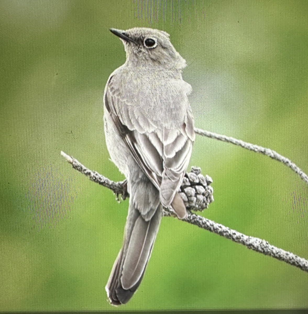 Townsend's Solitaire - ML619871308