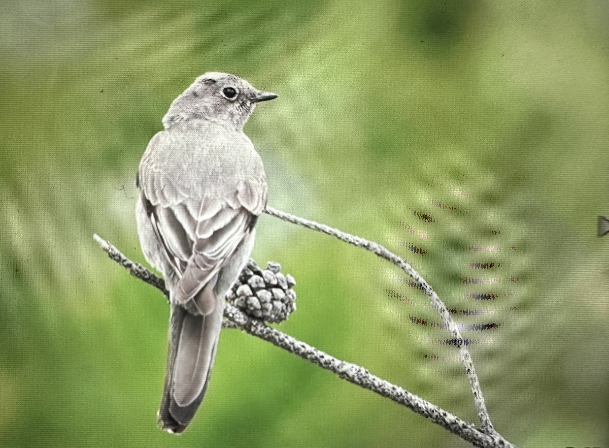 Townsend's Solitaire - ML619871309