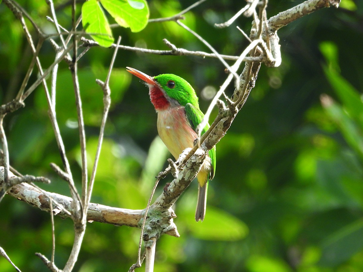 Broad-billed Tody - ML619871314