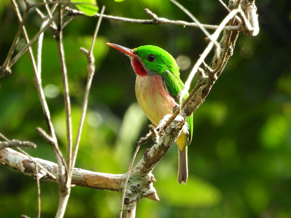 Broad-billed Tody - ML619871316