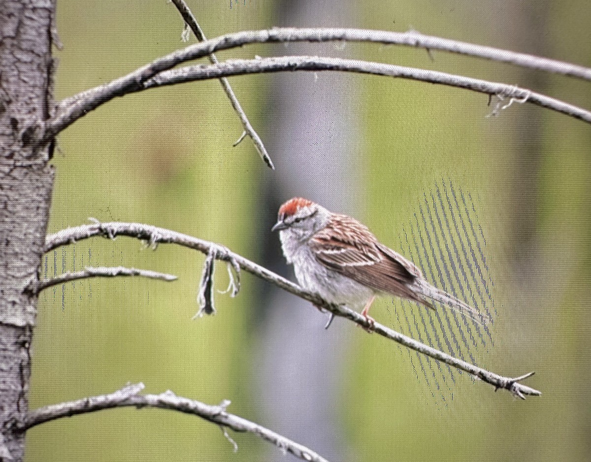 Chipping Sparrow - ML619871327