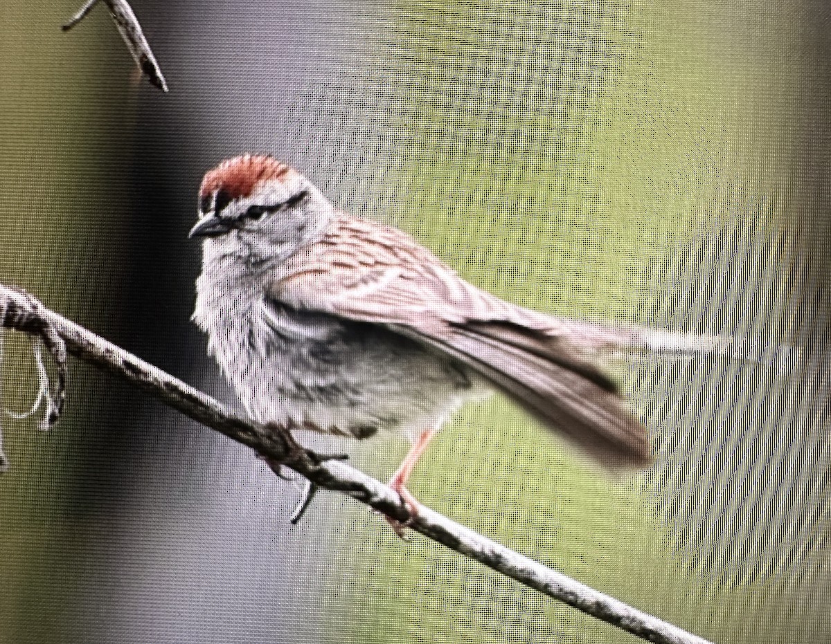 Chipping Sparrow - ML619871328