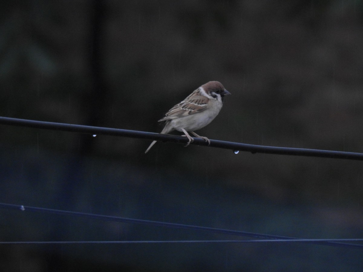 Eurasian Tree Sparrow - ML619871329
