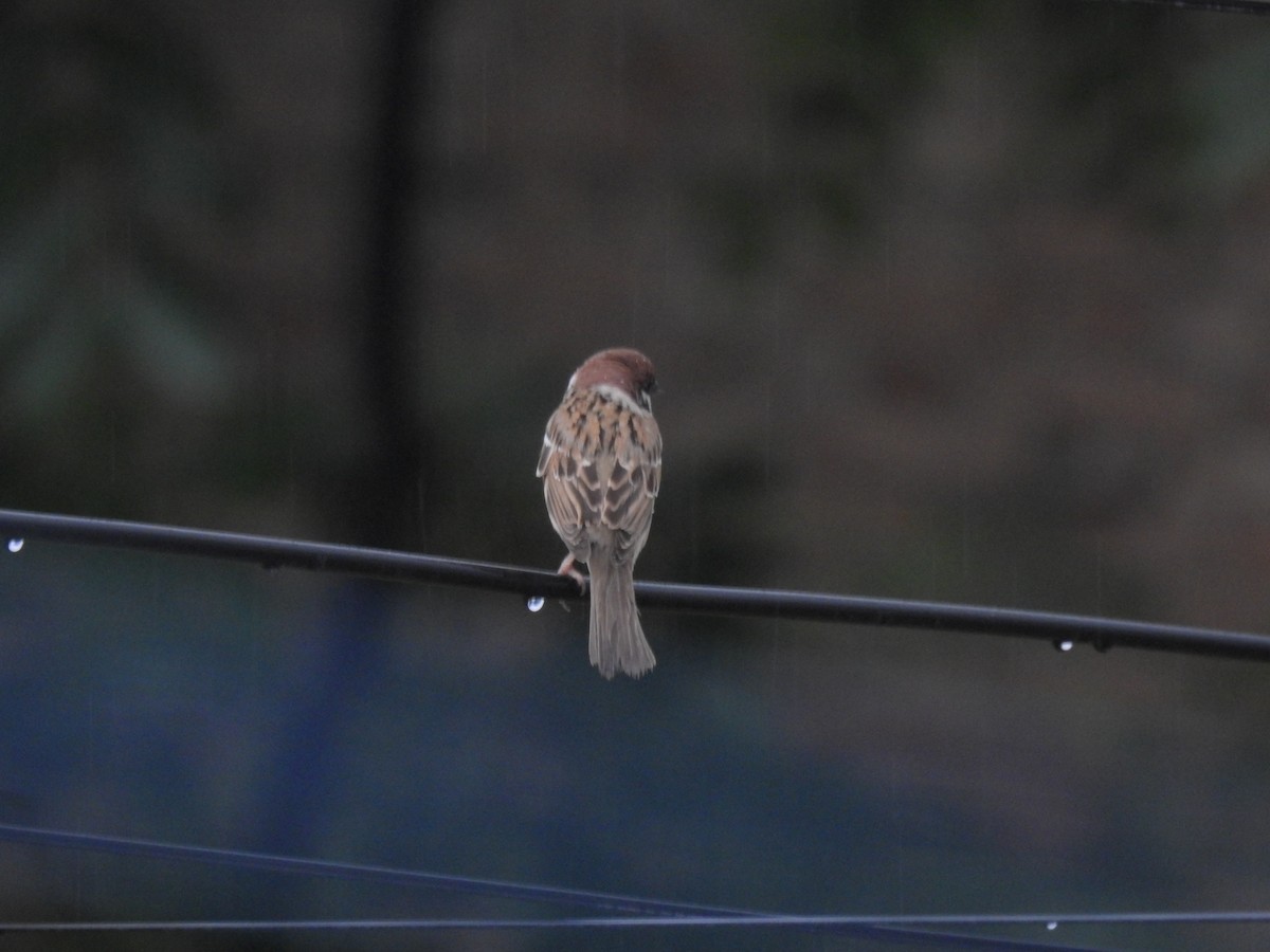 Eurasian Tree Sparrow - ML619871331