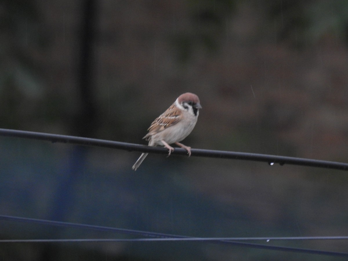 Eurasian Tree Sparrow - ML619871332