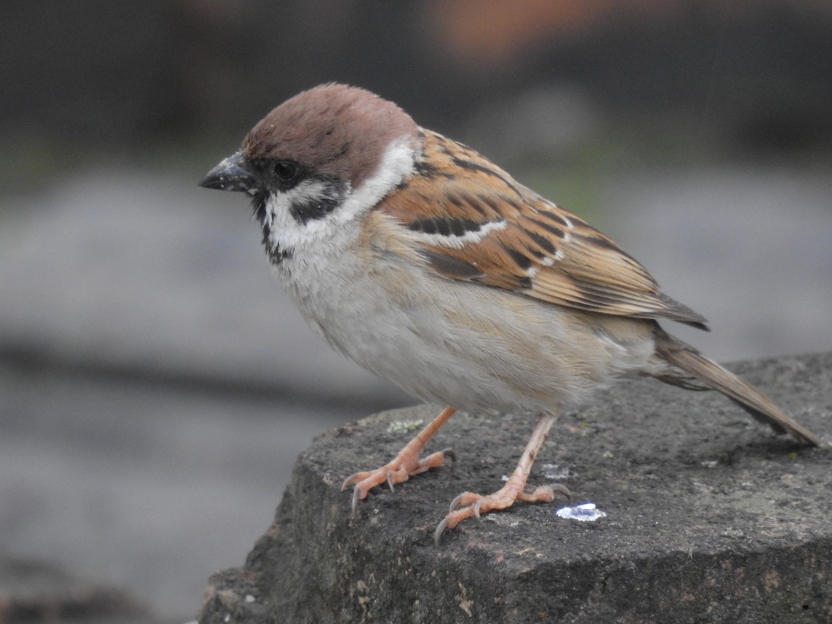 Eurasian Tree Sparrow - ML619871333