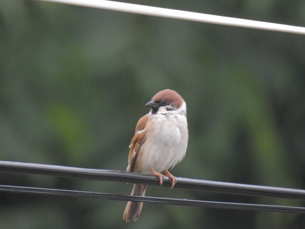 Eurasian Tree Sparrow - ML619871334