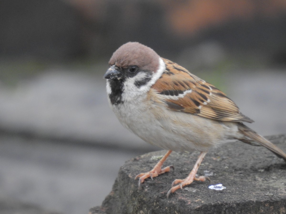 Eurasian Tree Sparrow - ML619871335