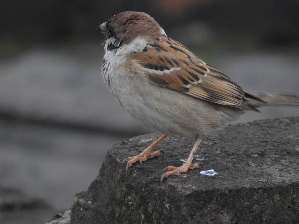 Eurasian Tree Sparrow - ML619871336