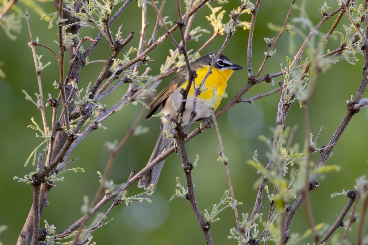 Yellow-breasted Chat - ML619871344