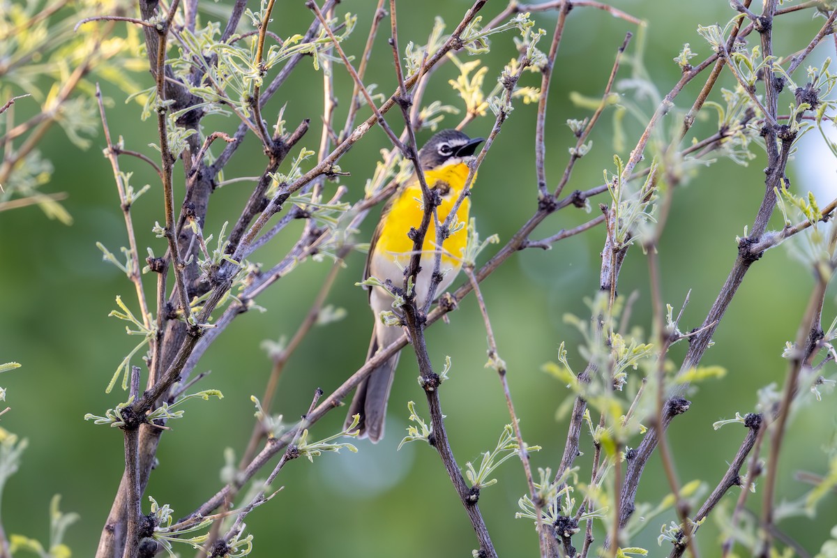 Yellow-breasted Chat - ML619871345