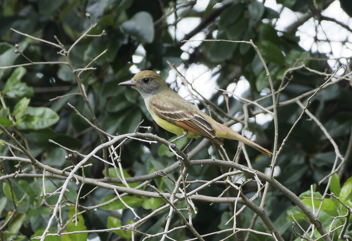 Great Crested Flycatcher - ML619871359