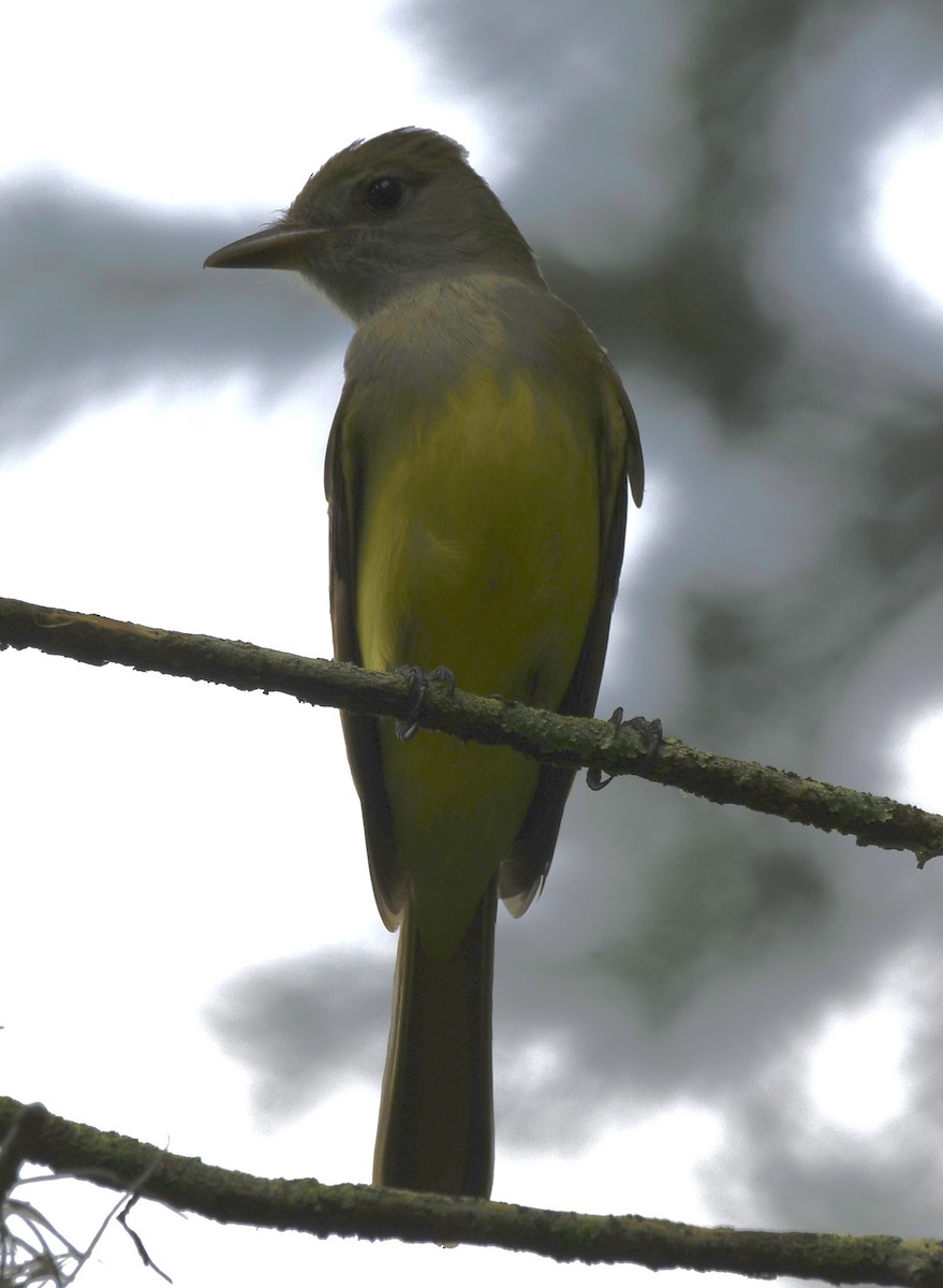 Great Crested Flycatcher - ML619871370