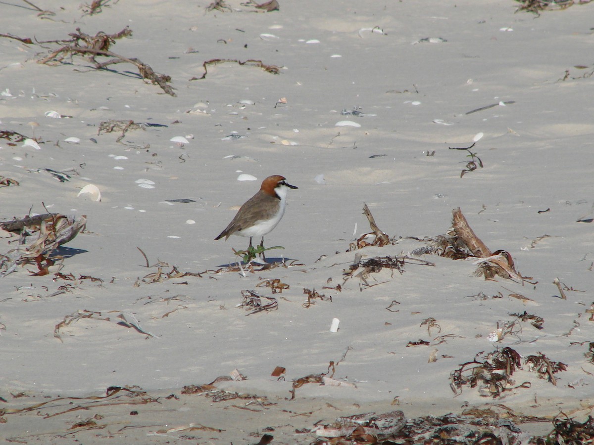 Red-capped Plover - ML619871393