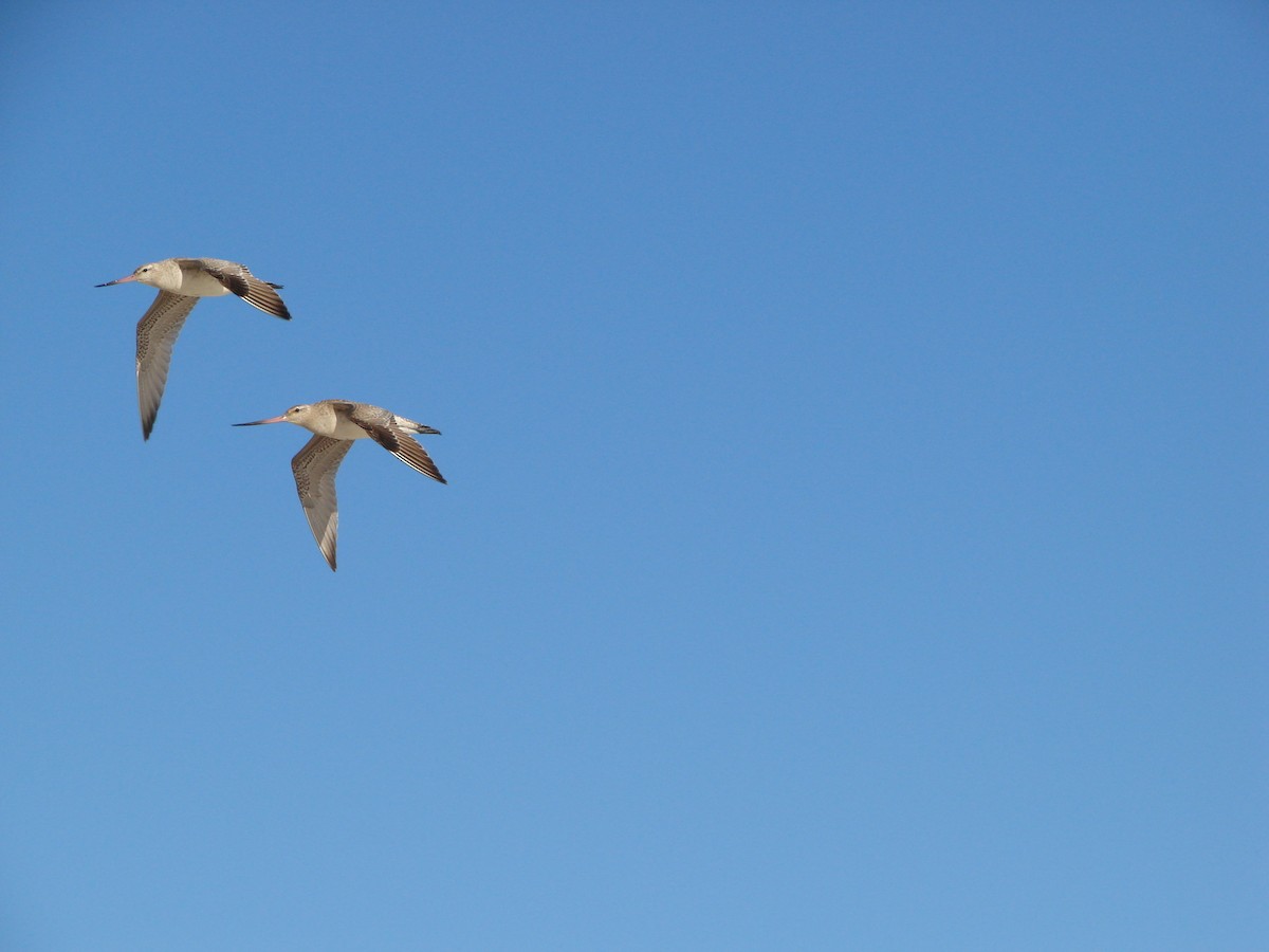 Bar-tailed Godwit - ML619871402