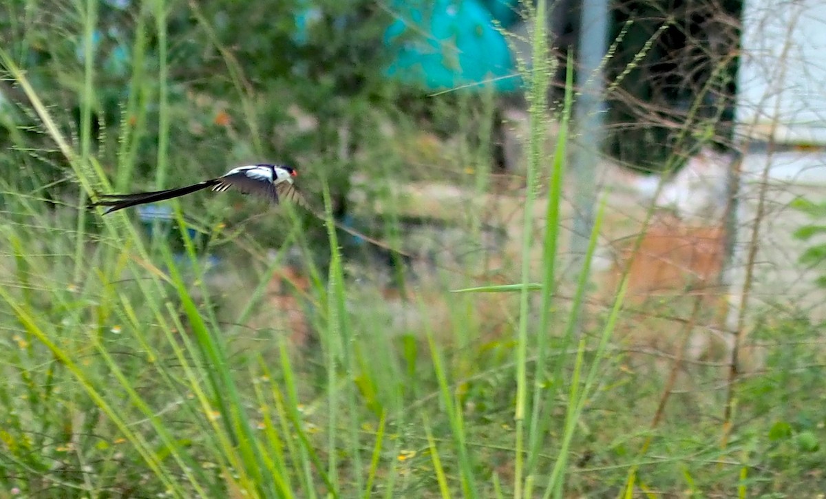 Pin-tailed Whydah - ML619871412