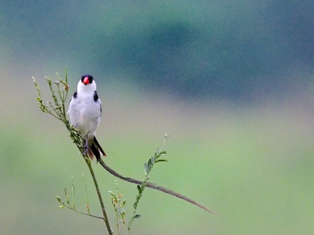 Pin-tailed Whydah - ML619871413