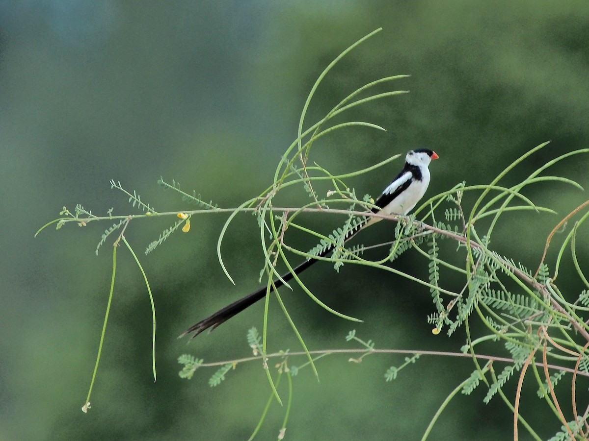Pin-tailed Whydah - ML619871427