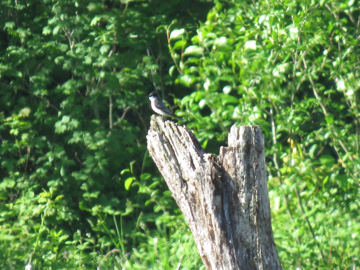 Eastern Kingbird - ML619871429