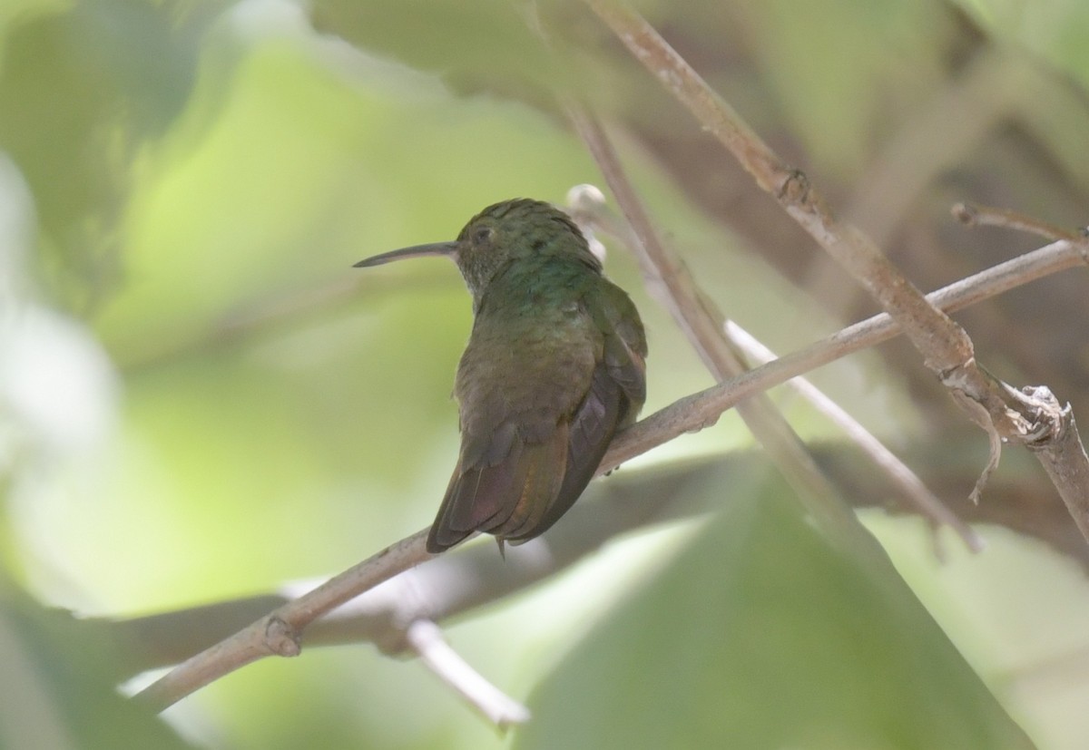 Berylline Hummingbird - Ernest Crvich