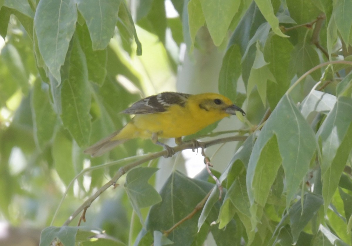 Flame-colored Tanager - ML619871451