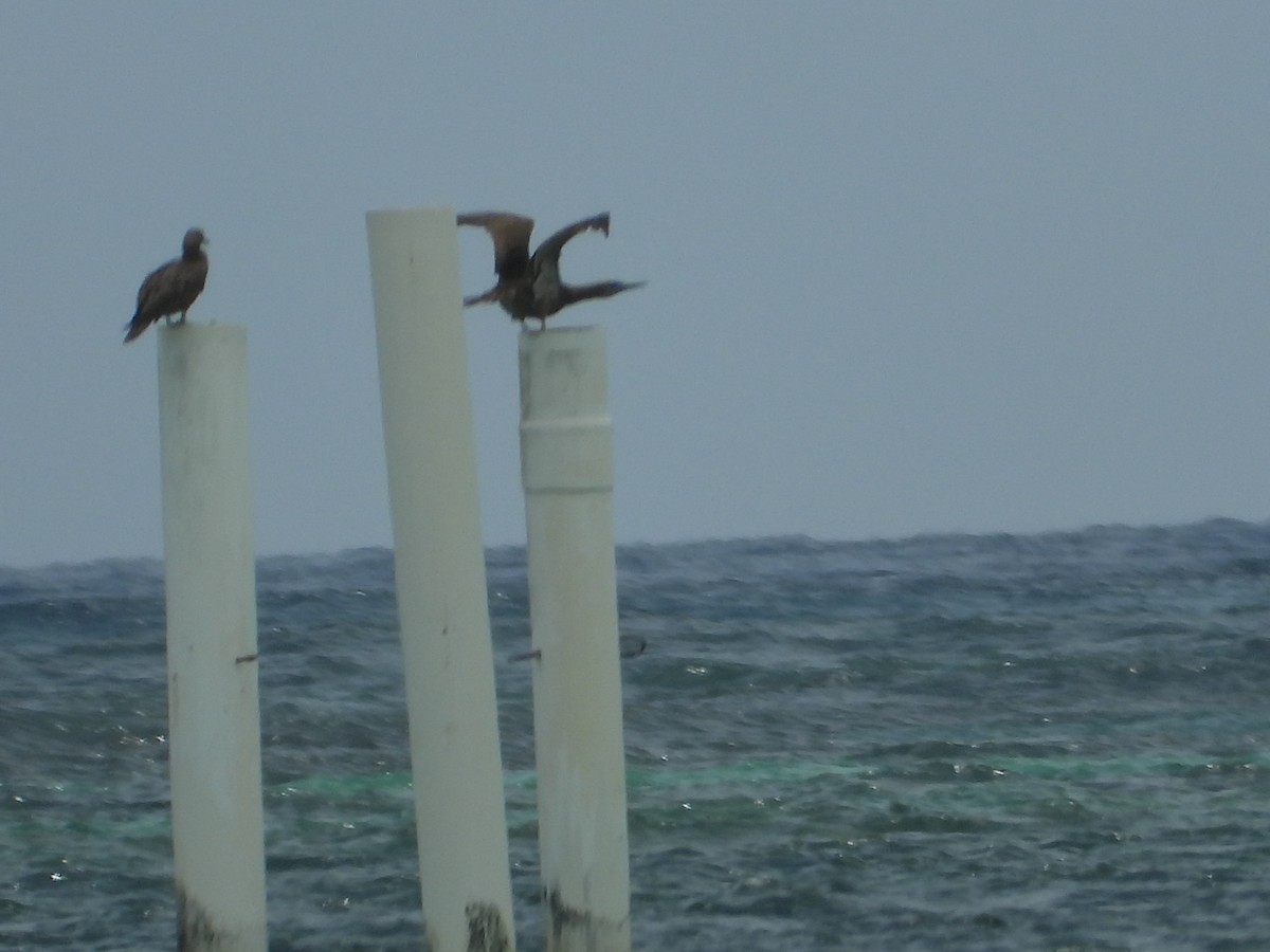 Red-footed Booby - ML619871452