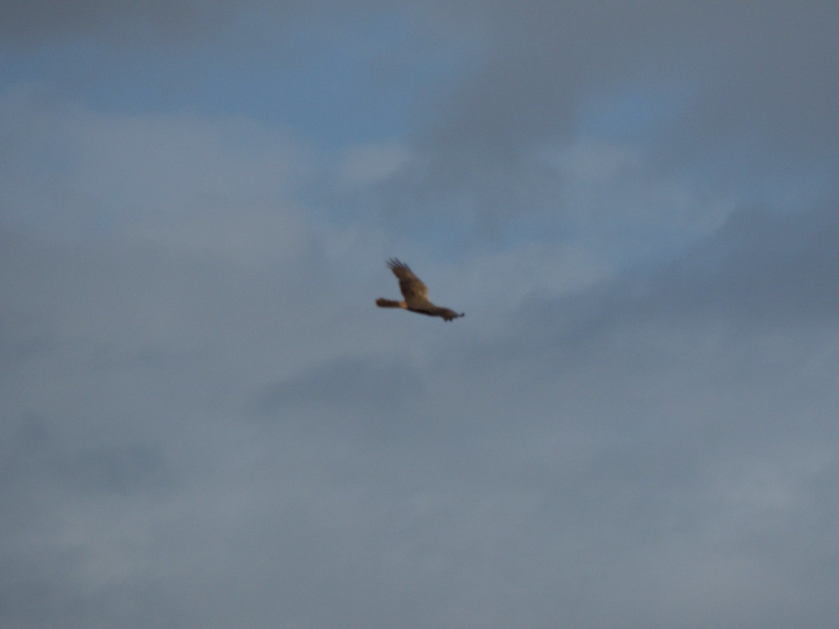 African Marsh Harrier - ML619871473