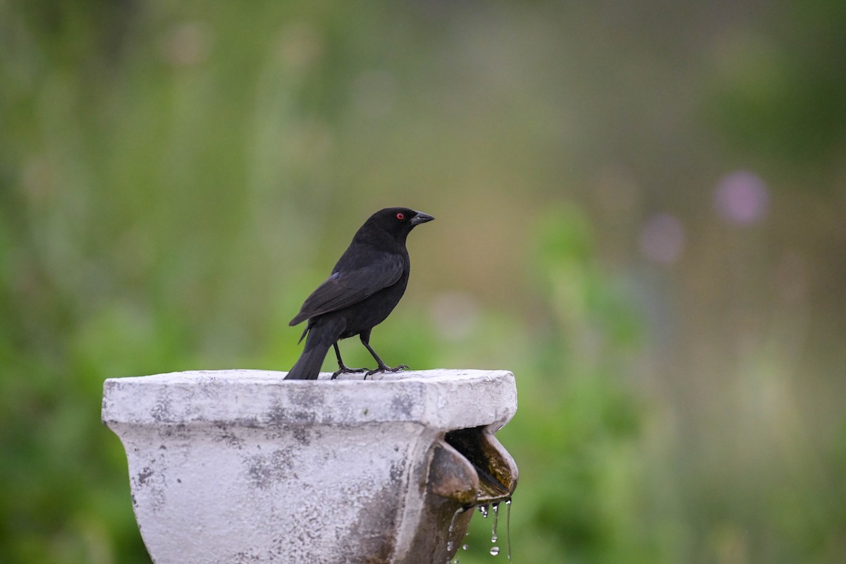 Bronzed Cowbird - ML619871501