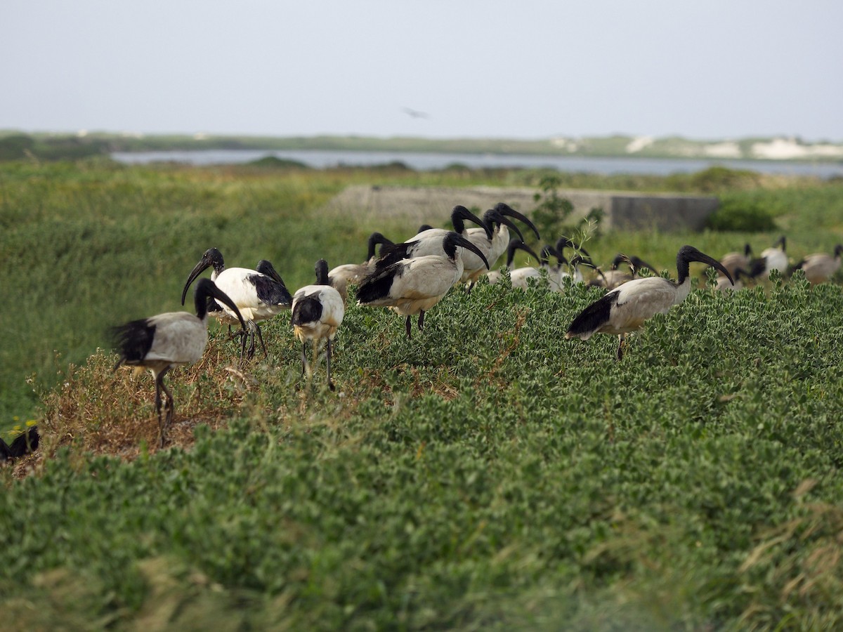 African Sacred Ibis - ML619871528