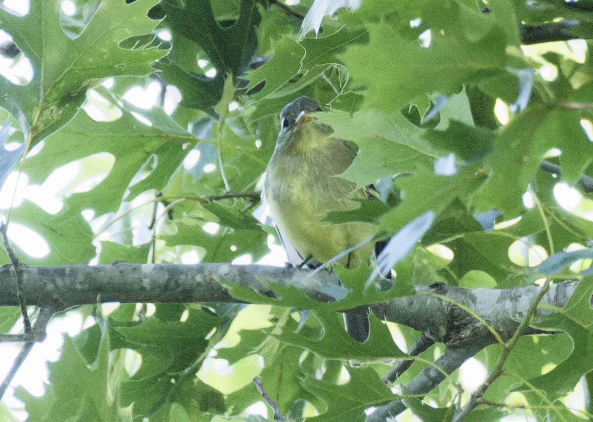 Moucherolle à ventre jaune - ML619871536