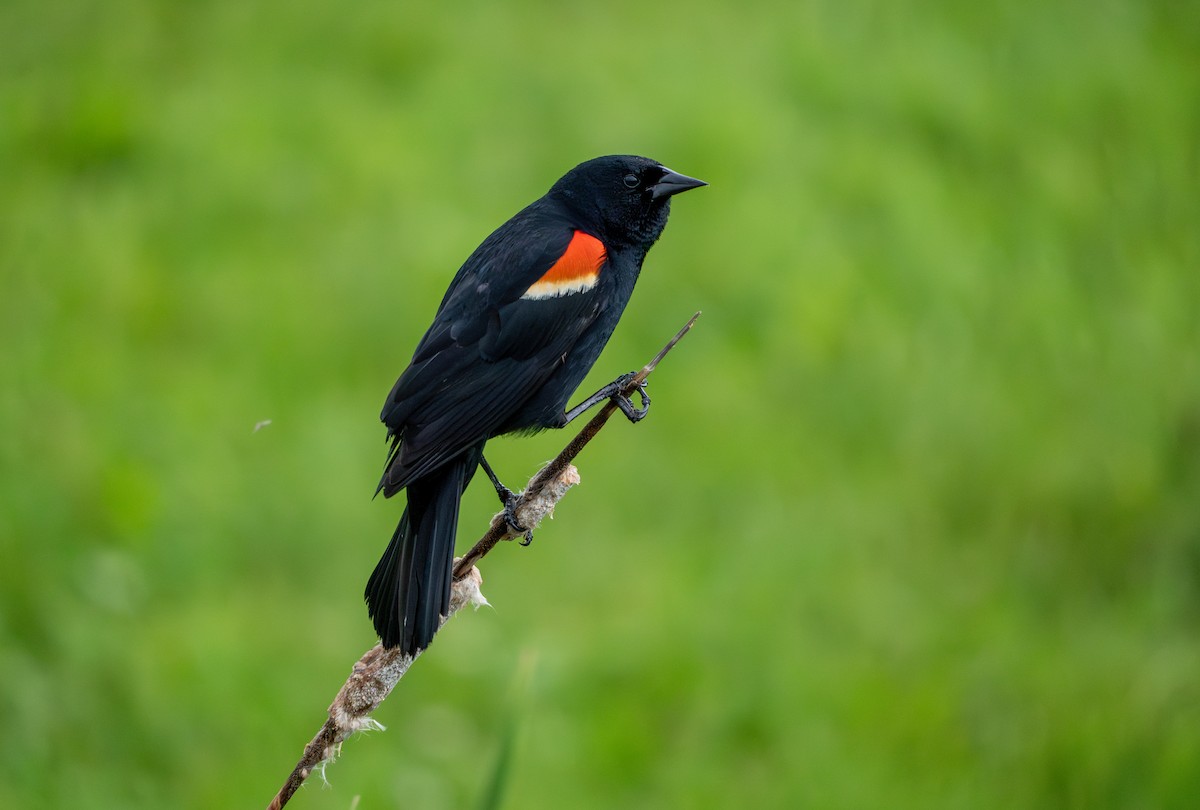 Red-winged Blackbird - ML619871554