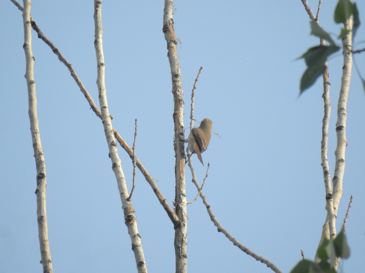 Brown Shrike (Philippine) - ML619871560