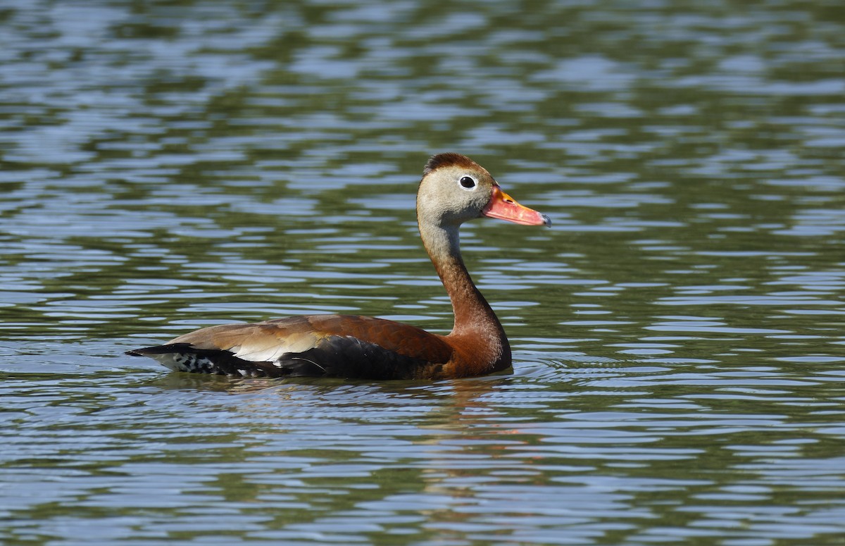 Black-bellied Whistling-Duck - ML619871568