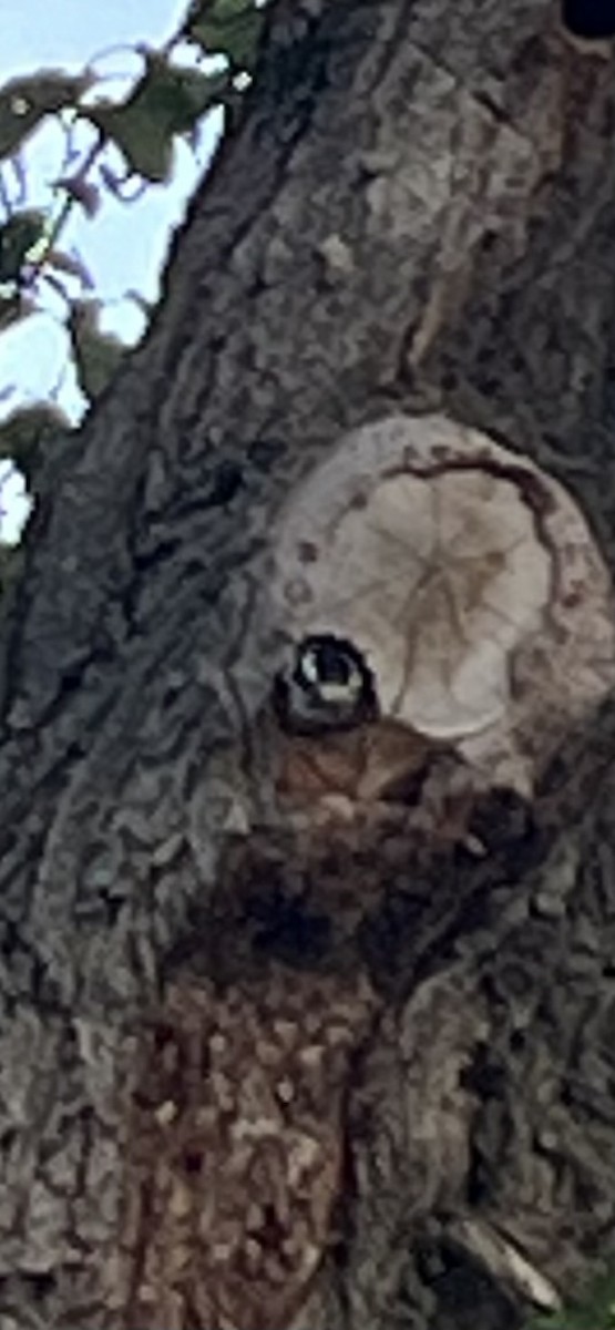 Downy Woodpecker - ML619871570