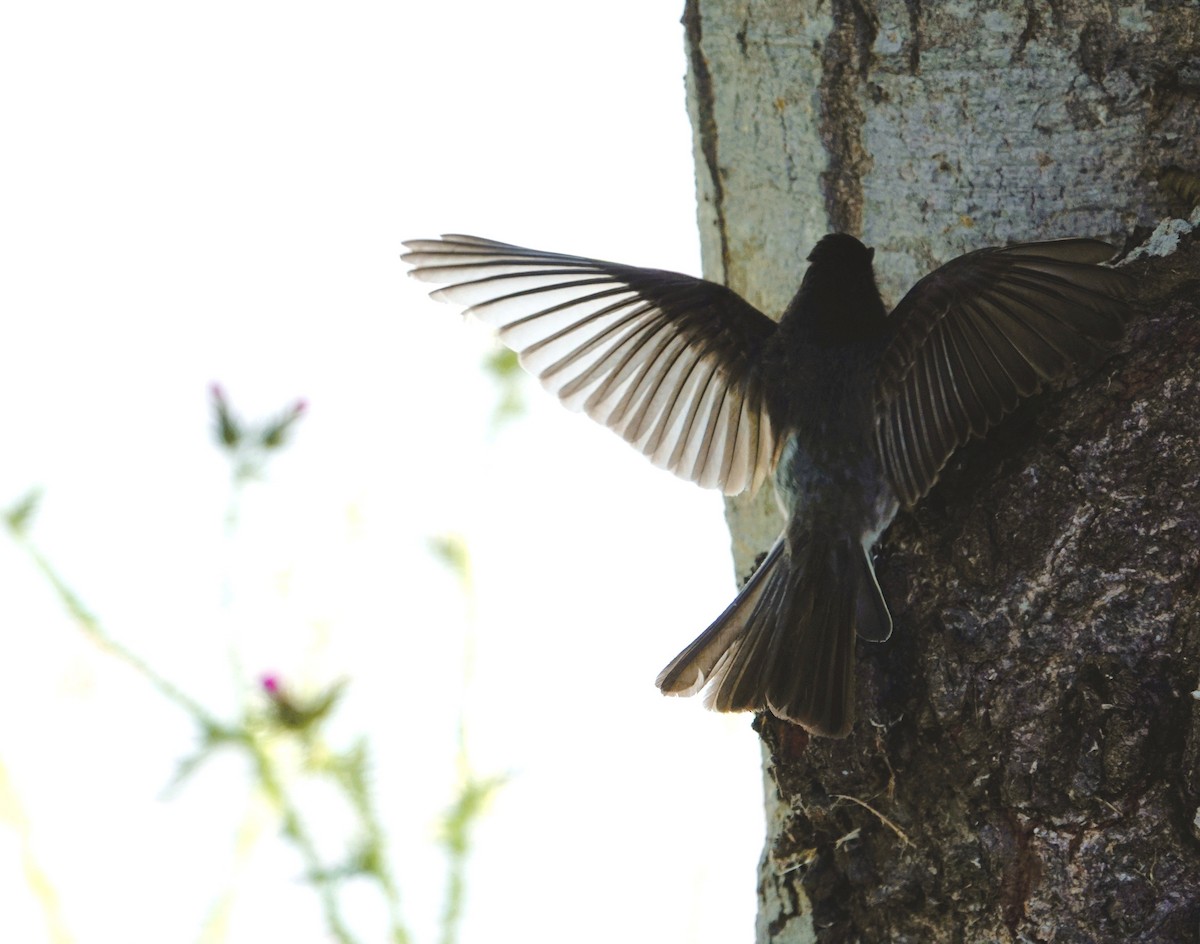 Black Phoebe - ML619871577