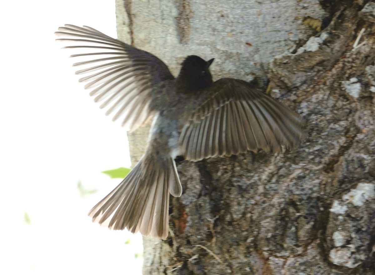 Black Phoebe - ML619871580