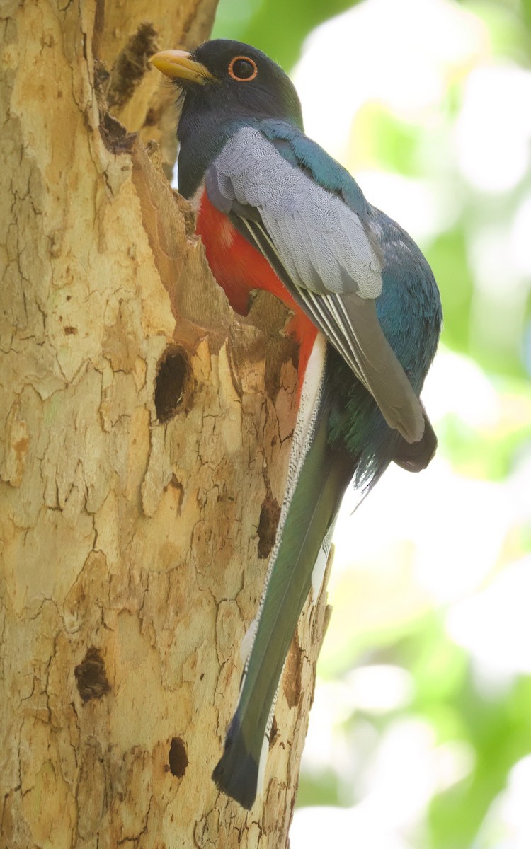 Trogon élégant - ML619871584