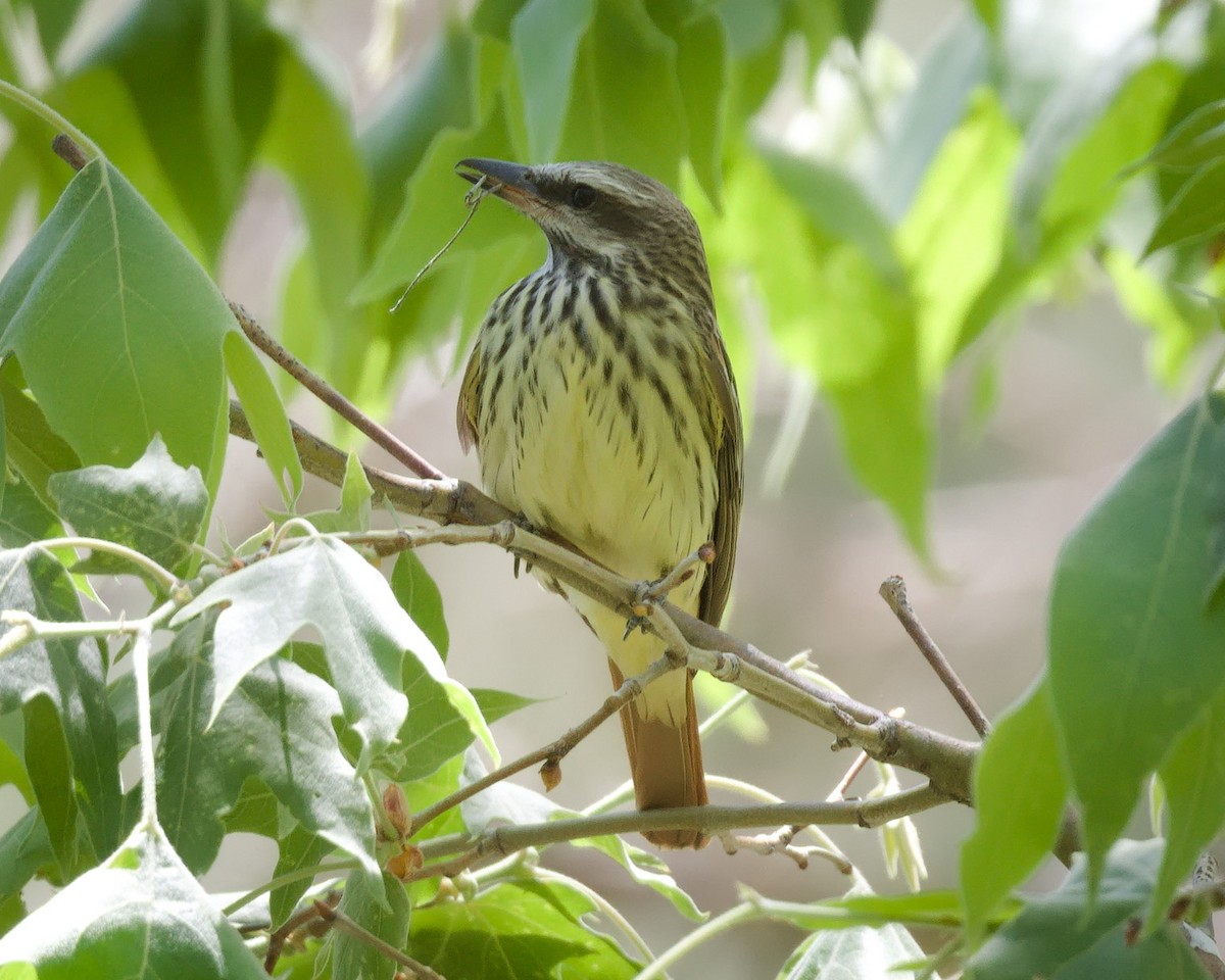 Sulphur-bellied Flycatcher - ML619871587