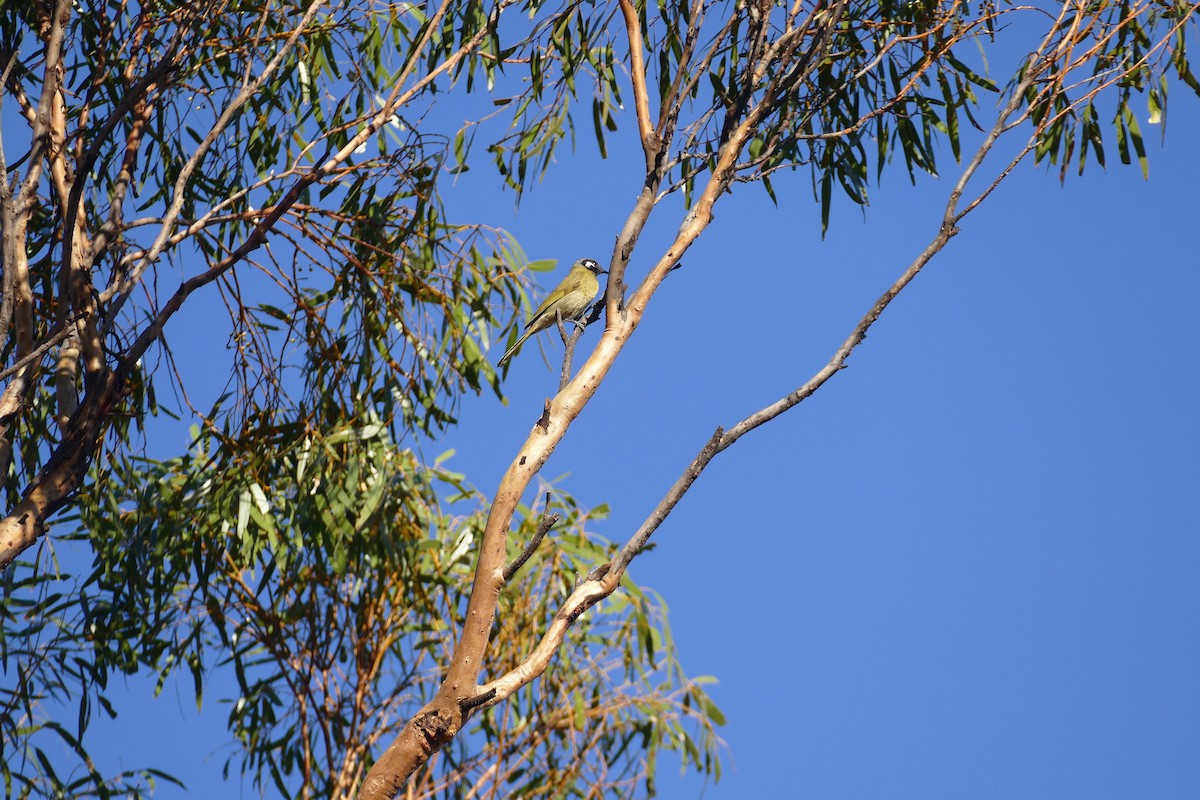 White-eared Honeyeater - ML619871594