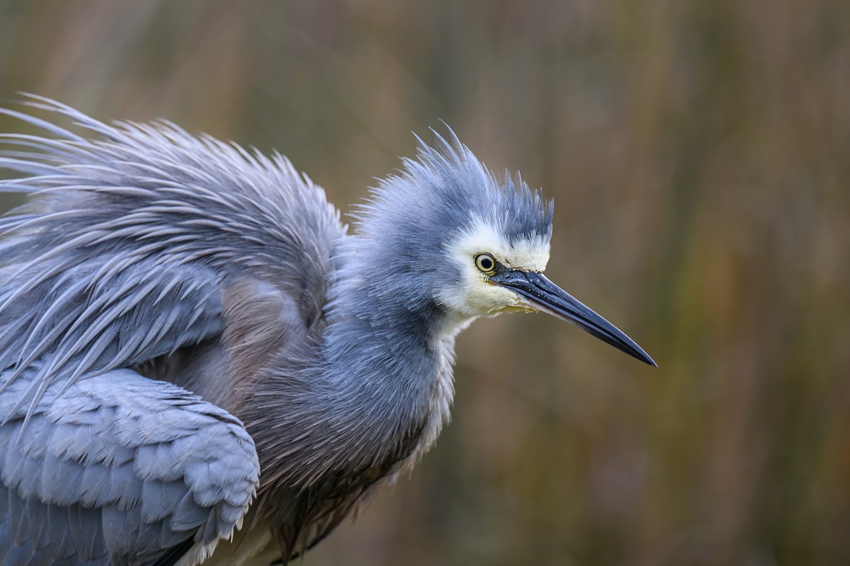 White-faced Heron - Eric Yeo