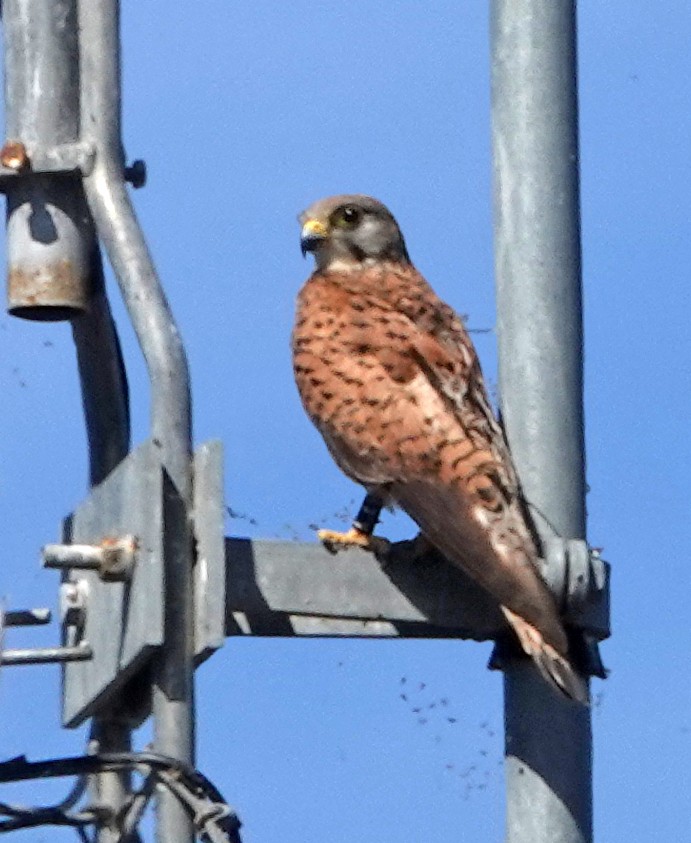 Eurasian Kestrel - ML619871630