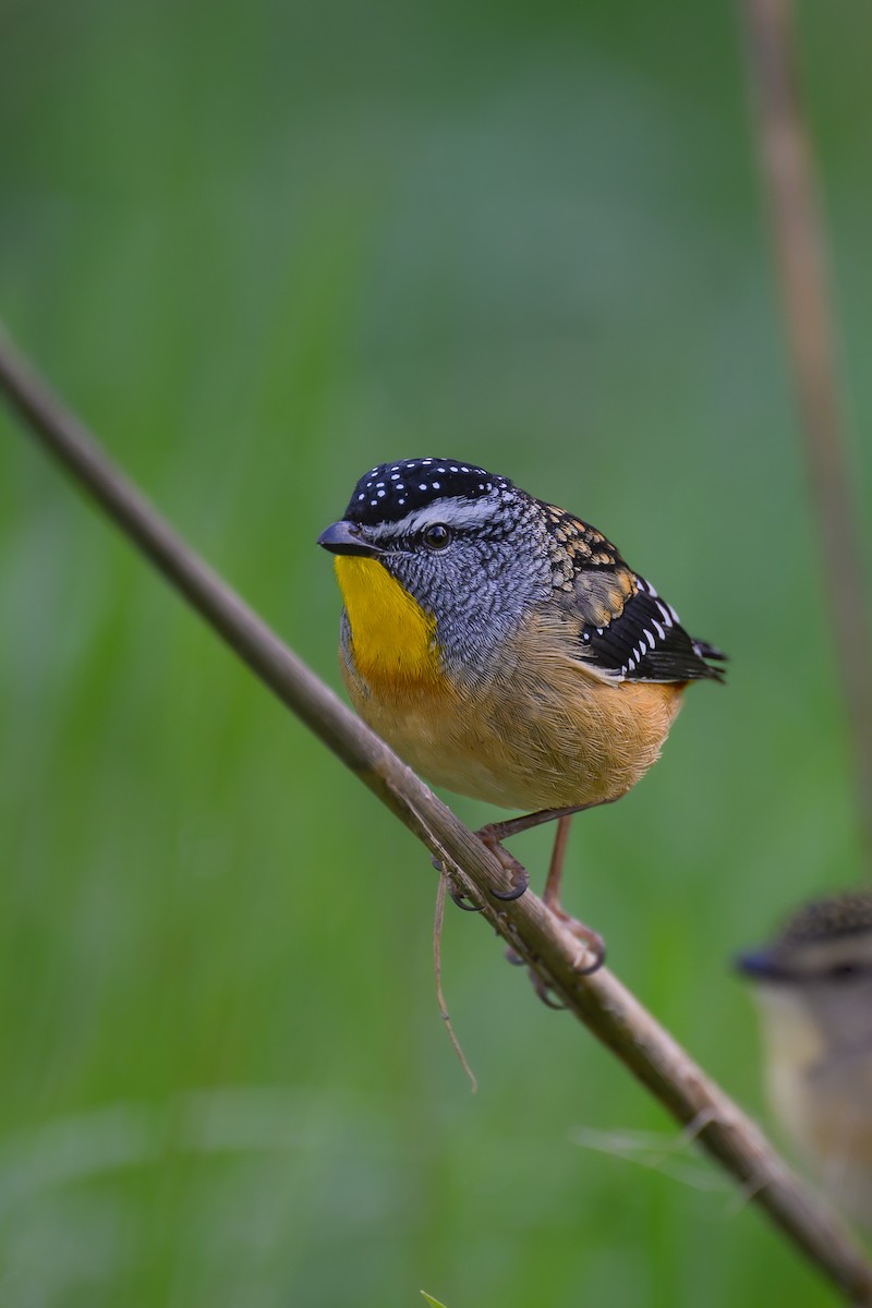 Spotted Pardalote (Spotted) - ML619871644