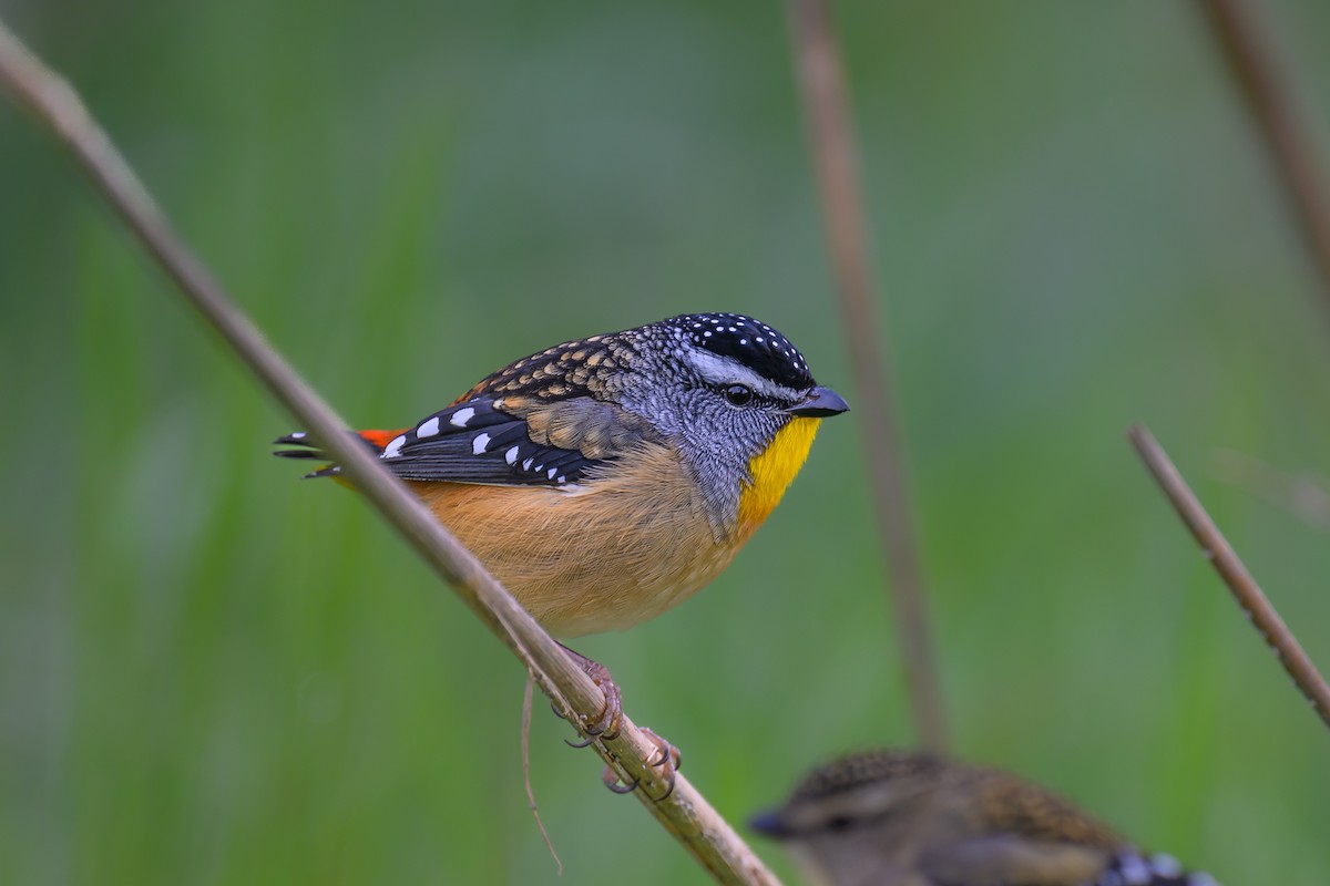 Spotted Pardalote (Spotted) - ML619871645