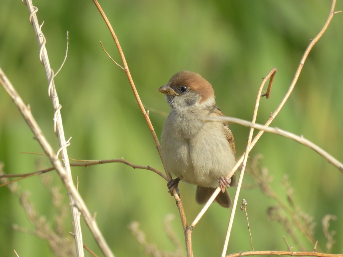 Eurasian Tree Sparrow - ML619871654