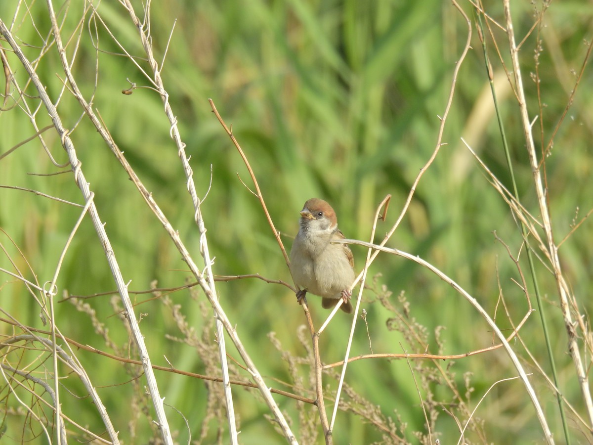 Eurasian Tree Sparrow - ML619871655