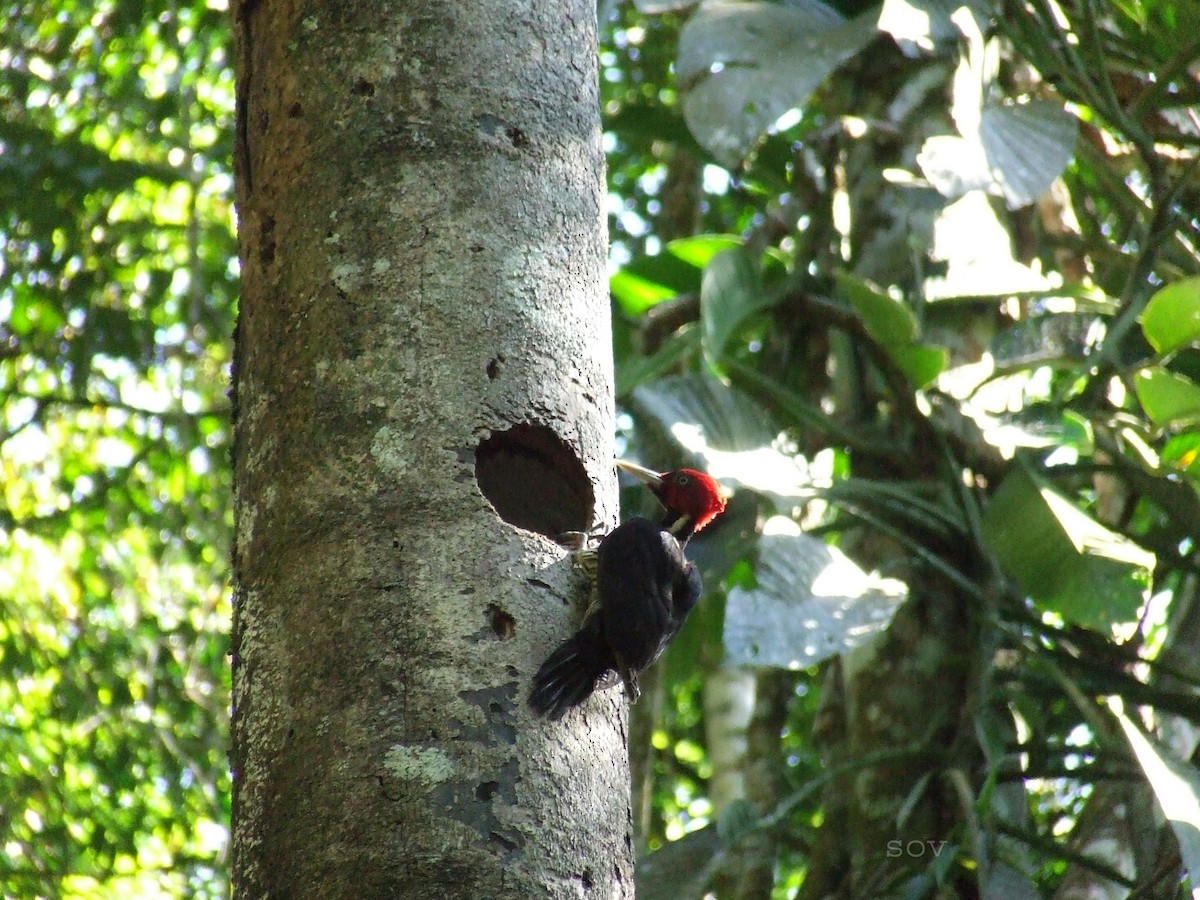 Pale-billed Woodpecker - ML619871665