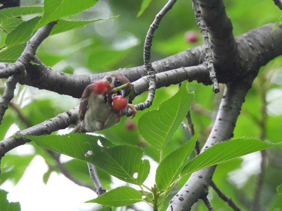Eurasian Tree Sparrow - ML619871670