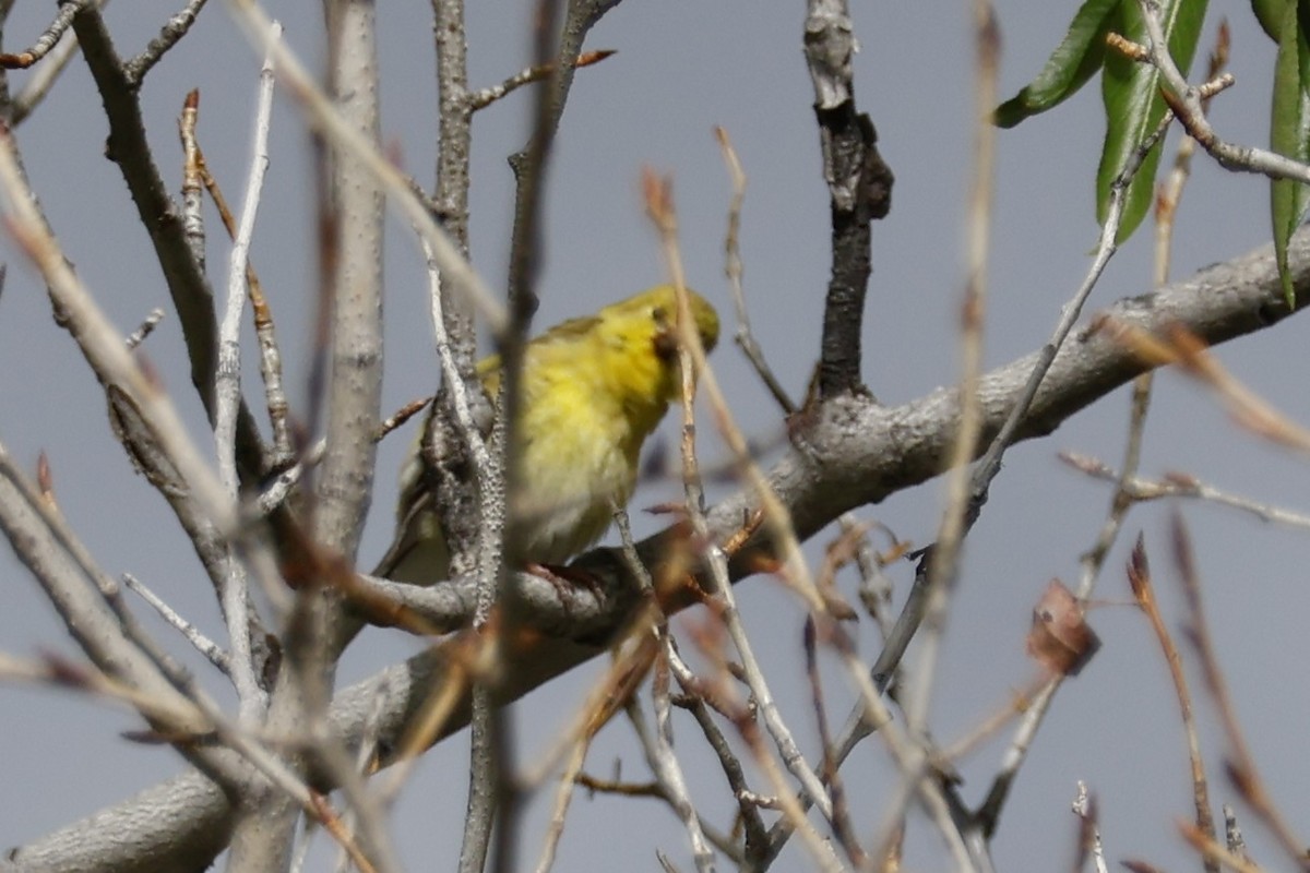 Lesser Goldfinch - ML619871695