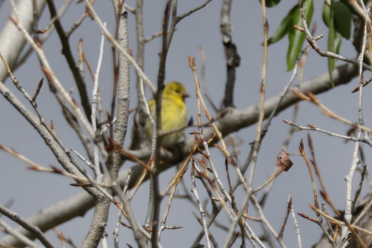 Lesser Goldfinch - ML619871696