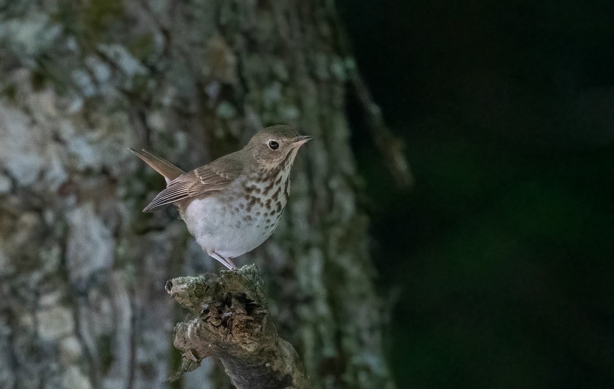 Hermit Thrush - ML619871698